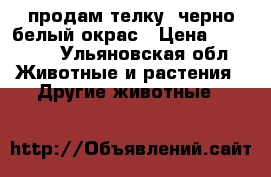  продам телку, черно-белый окрас › Цена ­ 45 000 - Ульяновская обл. Животные и растения » Другие животные   